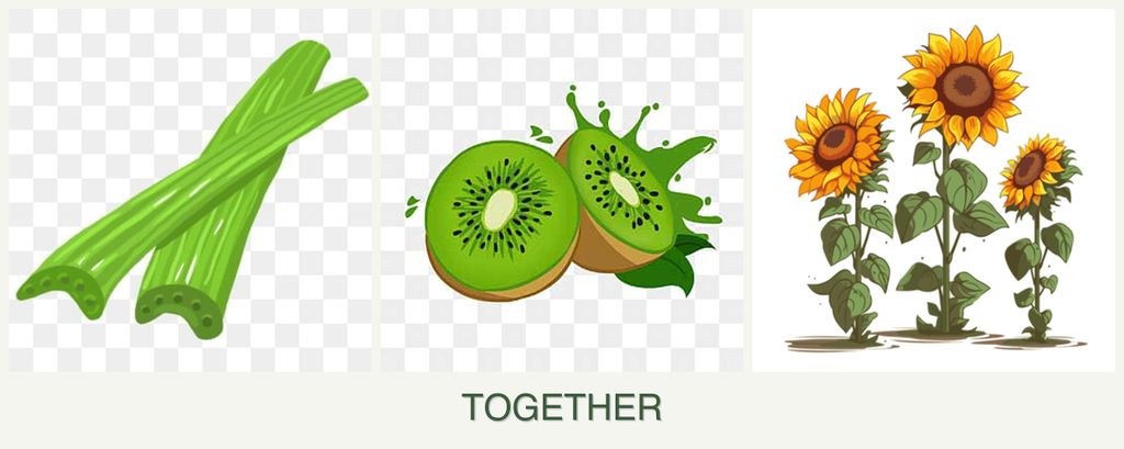 Can you plant celery, kiwi and sunflowers together?