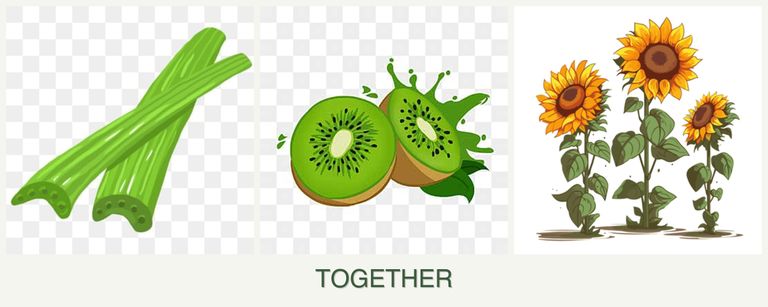 Can you plant celery, kiwi and sunflowers together?