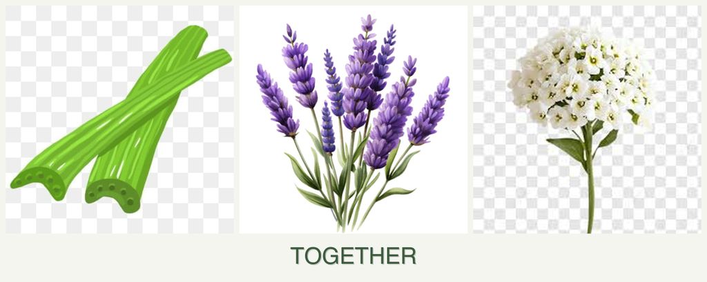 Can you plant celery, lavender and alyssum together?