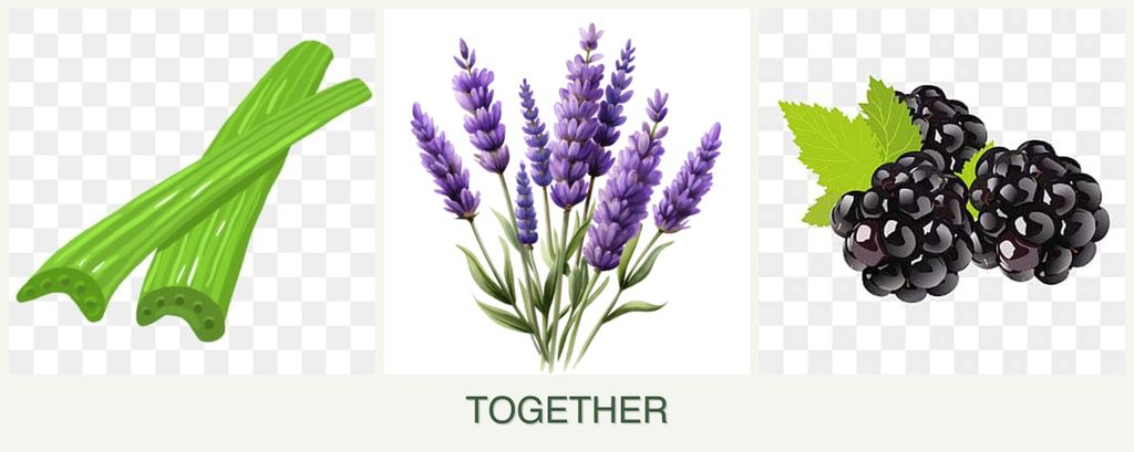 Can you plant celery, lavender and blackberries together?