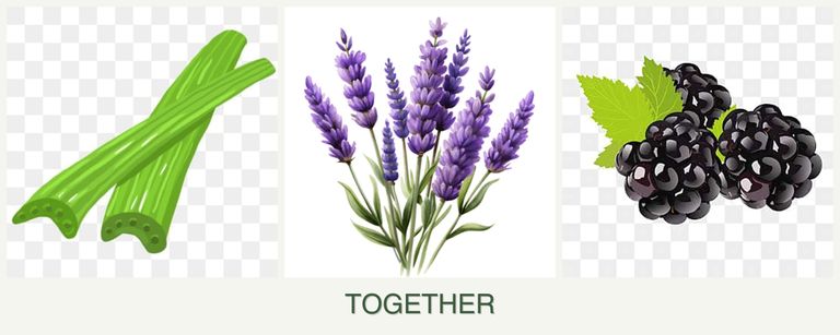 Can you plant celery, lavender and blackberries together?
