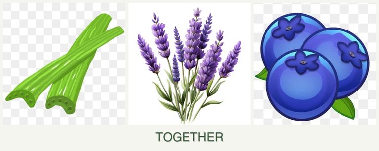 Can you plant celery, lavender and blueberries together?