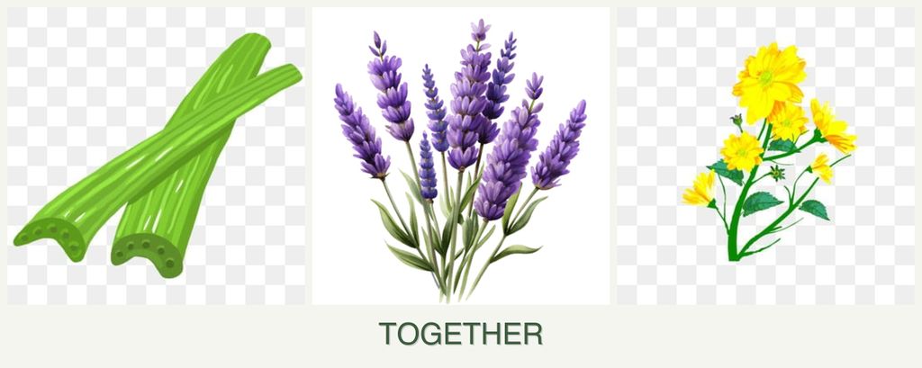 Can you plant celery, lavender and calendula together?