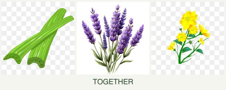 Can you plant celery, lavender and calendula together?