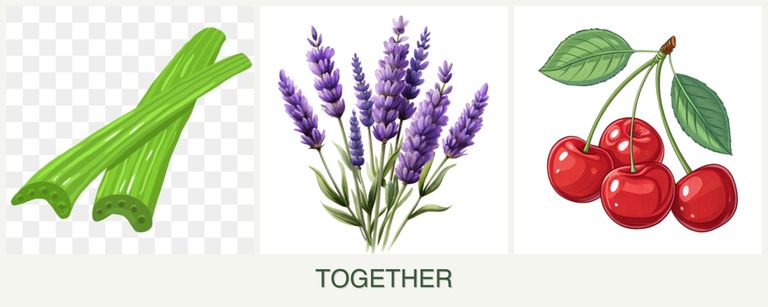 Can you plant celery, lavender and cherries together?
