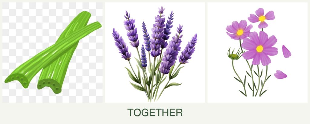 Can you plant celery, lavender and cosmos together?