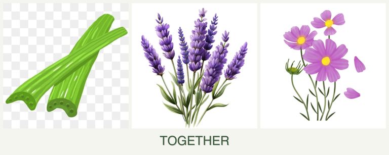 Can you plant celery, lavender and cosmos together?