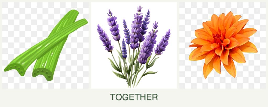Can you plant celery, lavender and dahlias together?