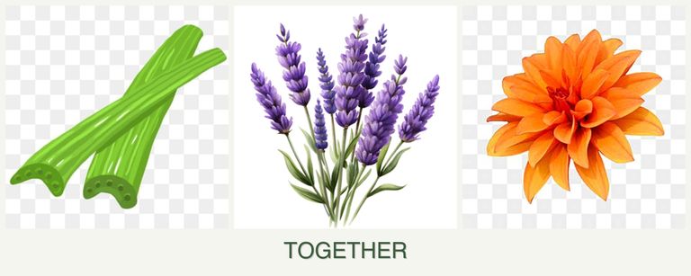 Can you plant celery, lavender and dahlias together?