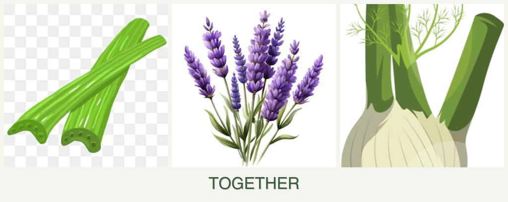 Can you plant celery, lavender and fennel together?