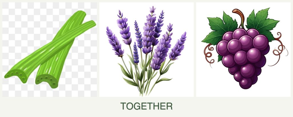 Can you plant celery, lavender and grapes together?