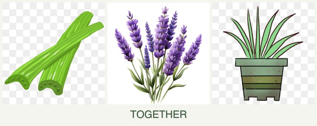 Can you plant celery, lavender and lemongrass together?