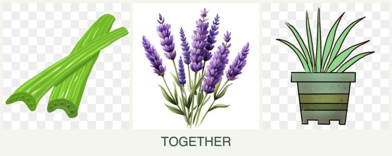 Can you plant celery, lavender and lemongrass together?