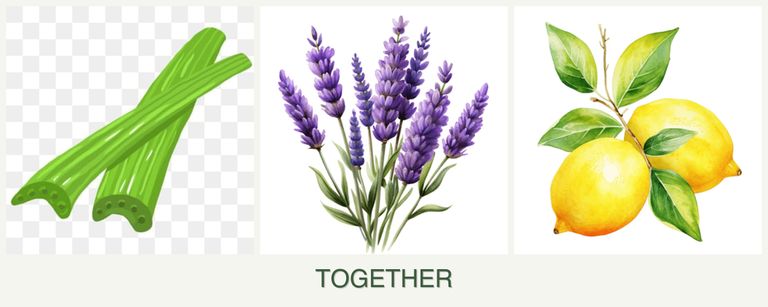 Can you plant celery, lavender and lemons together?
