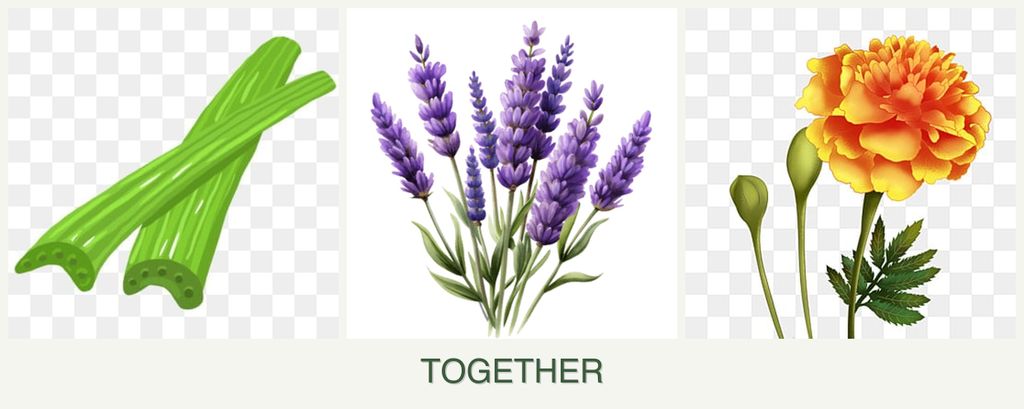 Can you plant celery, lavender and marigolds together?