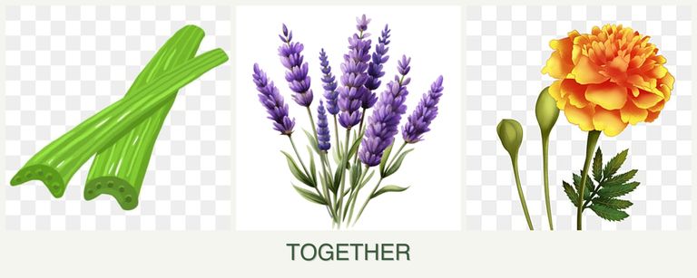 Can you plant celery, lavender and marigolds together?