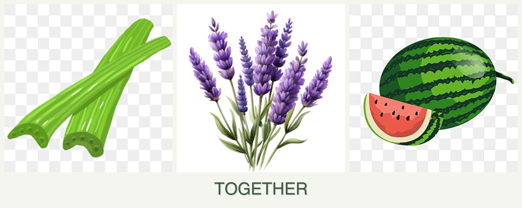 Can you plant celery, lavender and melons together?