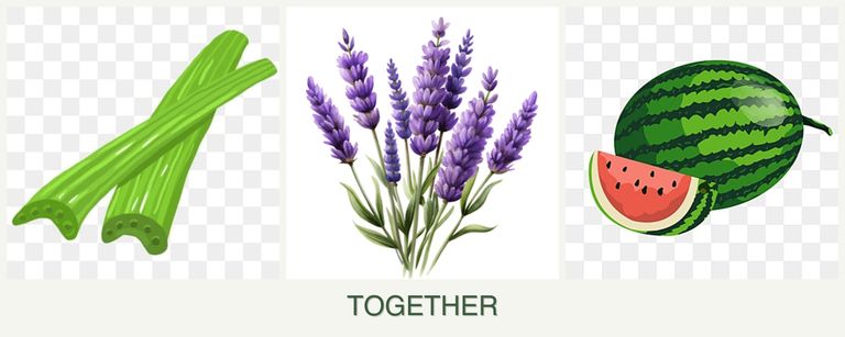 Can you plant celery, lavender and melons together?