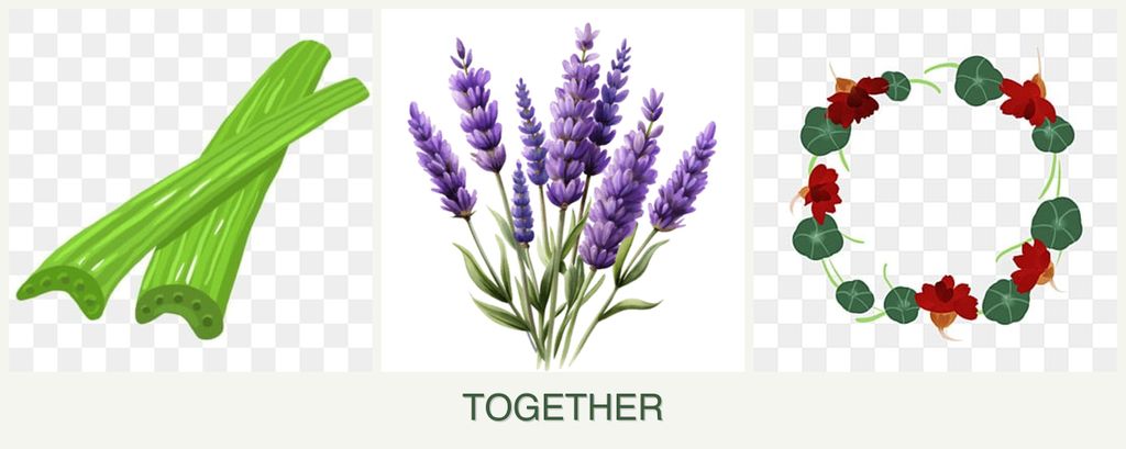 Can you plant celery, lavender and nasturtiums together?