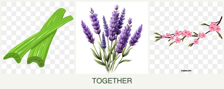 Can you plant celery, lavender and peaches together?