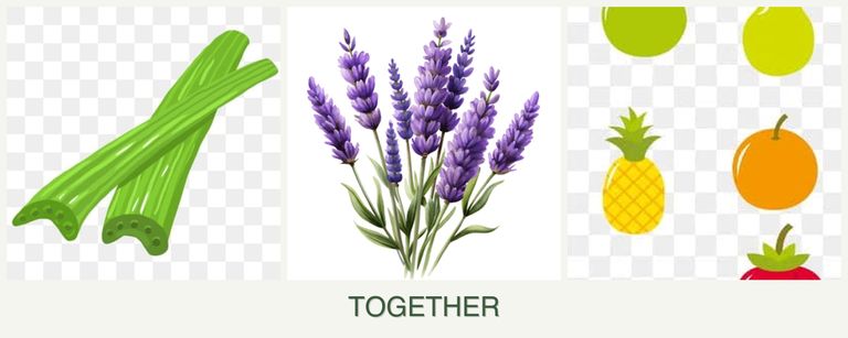 Can you plant celery, lavender and pears together?