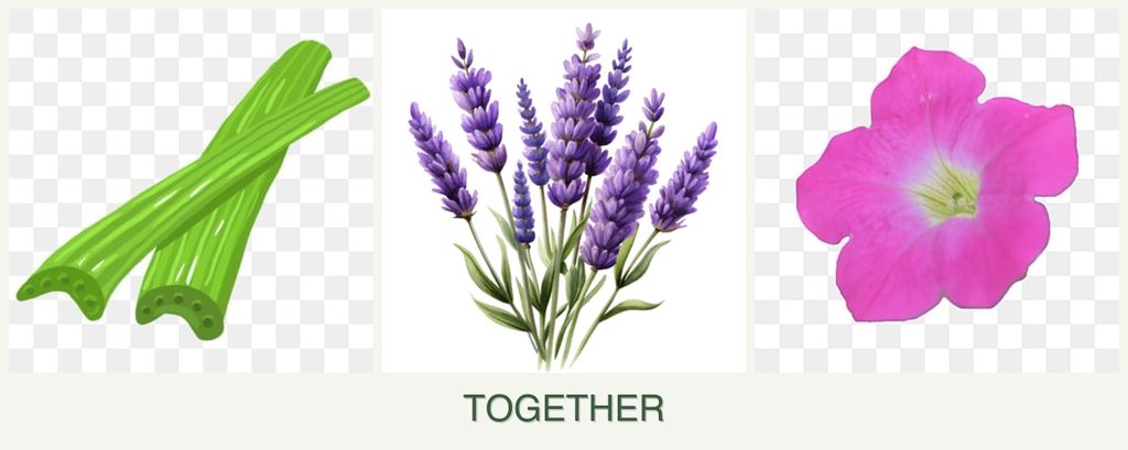 Can you plant celery, lavender and petunias together?