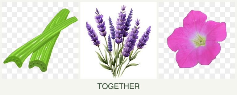 Can you plant celery, lavender and petunias together?