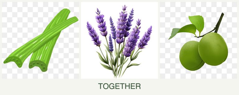 Can you plant celery, lavender and plums together?