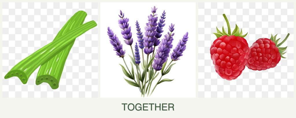 Can you plant celery, lavender and raspberries together?