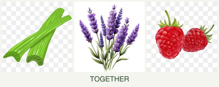 Can you plant celery, lavender and raspberries together?