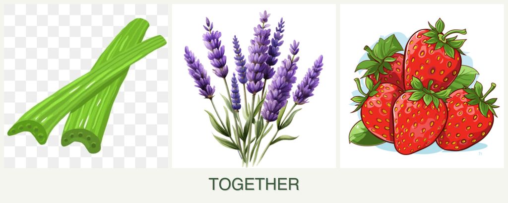 Can you plant celery, lavender and strawberries together?