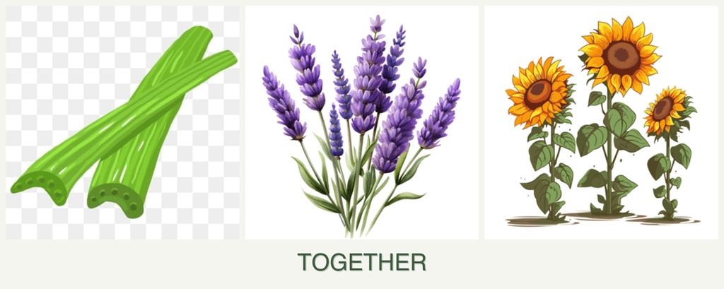 Can you plant celery, lavender and sunflowers together?