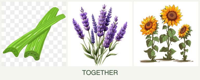Can you plant celery, lavender and sunflowers together?
