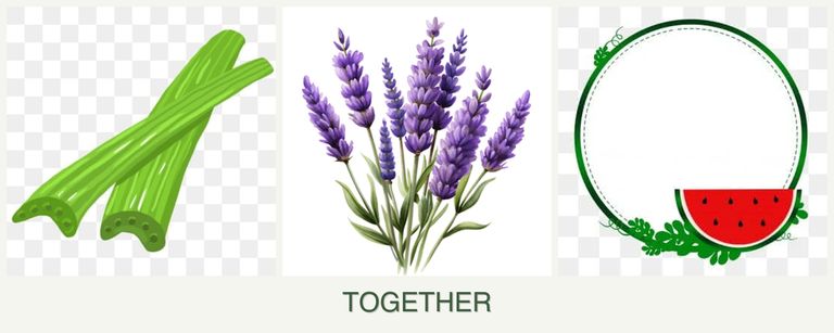 Can you plant celery, lavender and watermelons together?