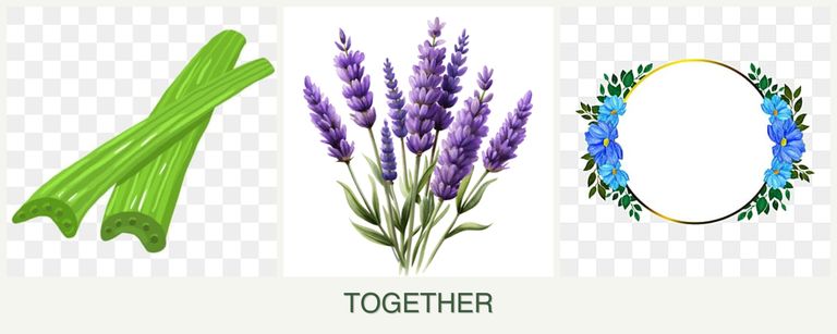 Can you plant celery, lavender and zinnias together?
