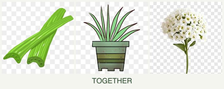 Can you plant celery, lemongrass and alyssum together?