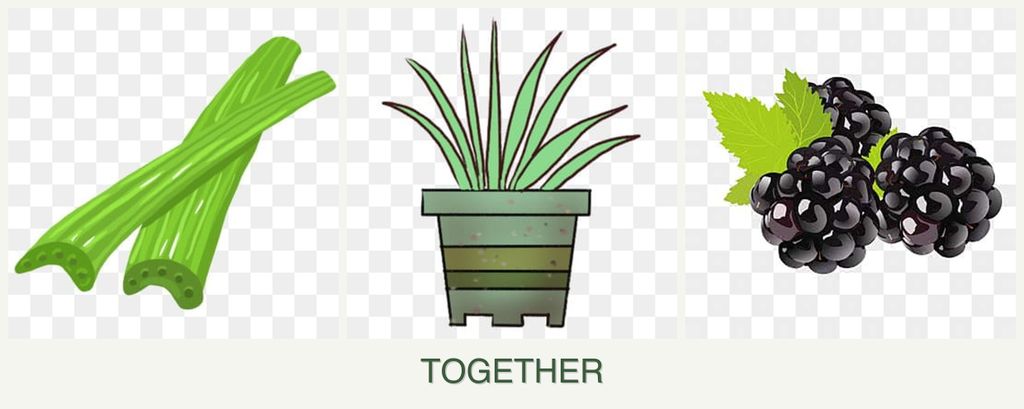 Can you plant celery, lemongrass and blackberries together?