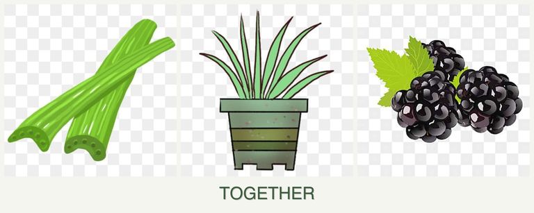 Can you plant celery, lemongrass and blackberries together?