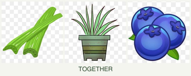 Can you plant celery, lemongrass and blueberries together?