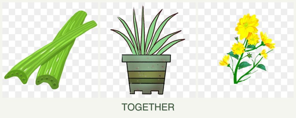 Can you plant celery, lemongrass and calendula together?