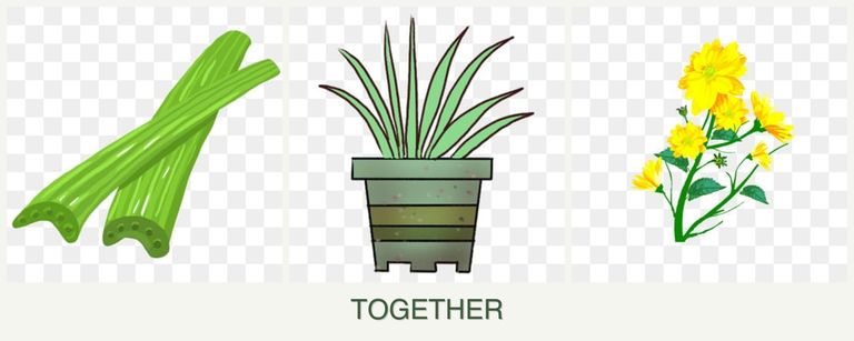 Can you plant celery, lemongrass and calendula together?