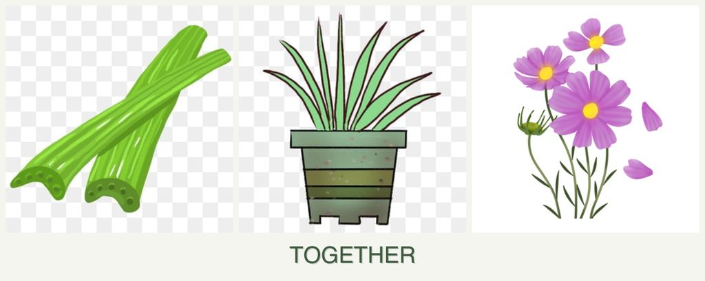 Can you plant celery, lemongrass and cosmos together?