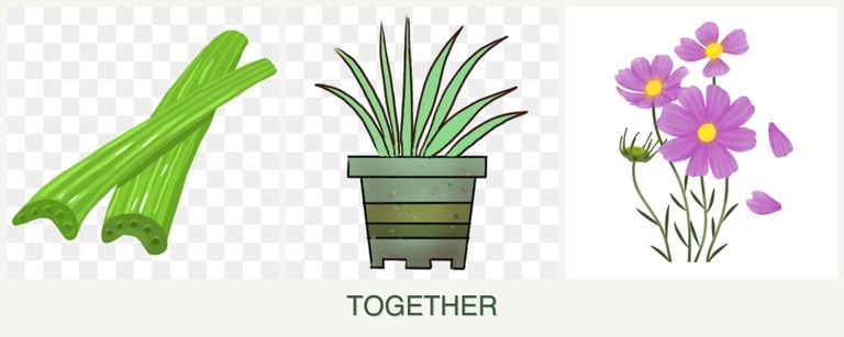 Can you plant celery, lemongrass and cosmos together?