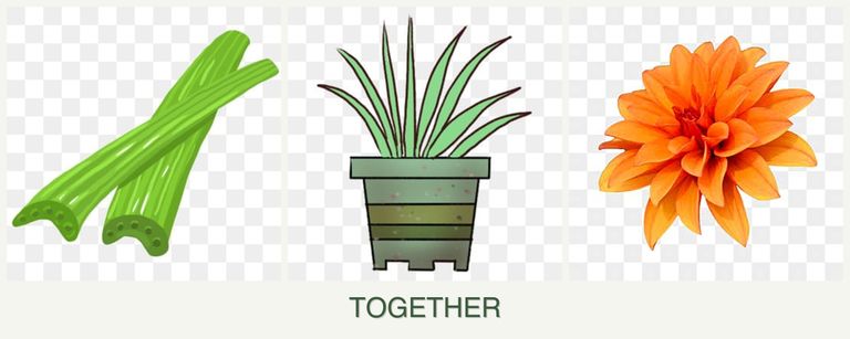 Can you plant celery, lemongrass and dahlias together?