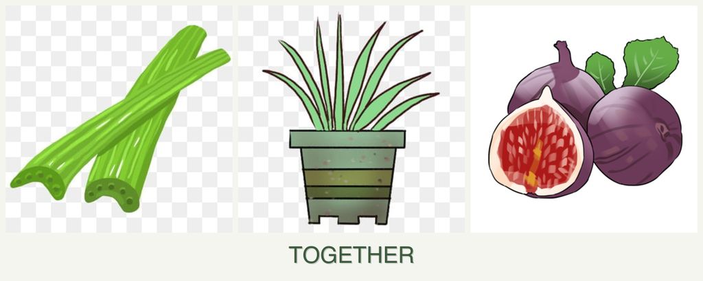 Can you plant celery, lemongrass and figs together?
