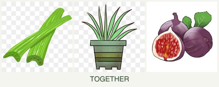 Can you plant celery, lemongrass and figs together?