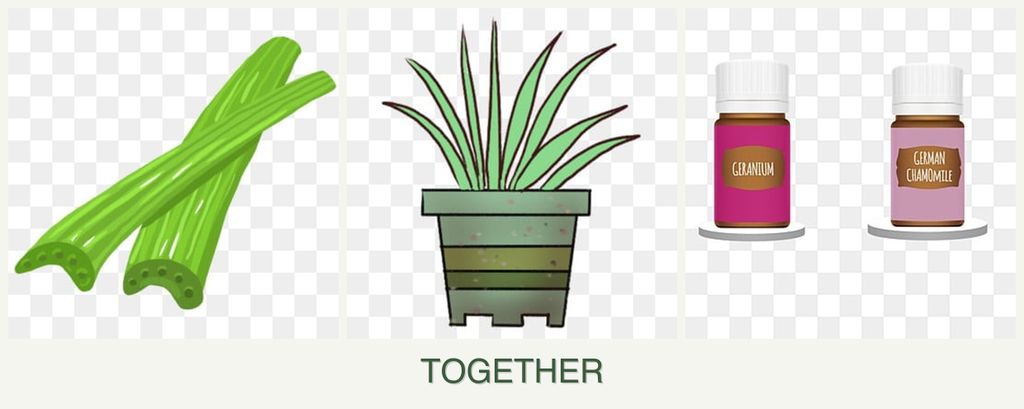 Can you plant celery, lemongrass and geraniums together?