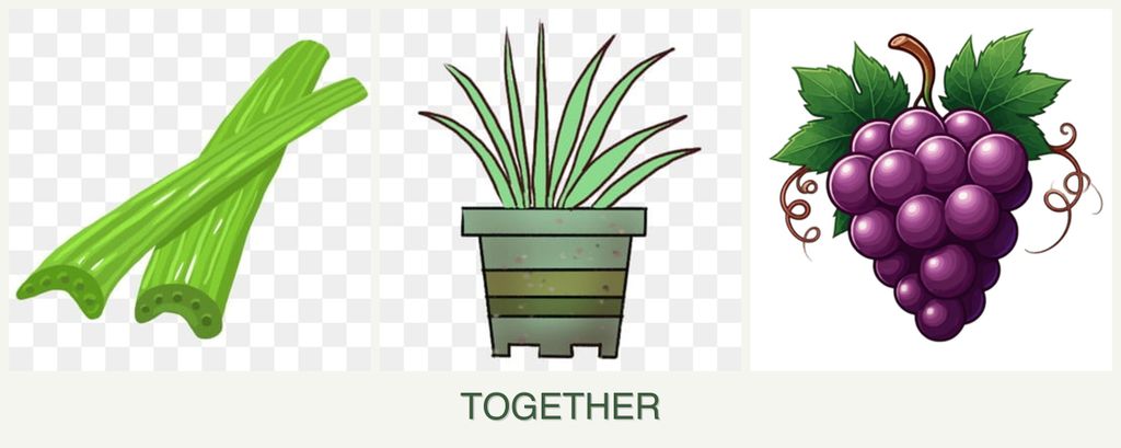 Can you plant celery, lemongrass and grapes together?