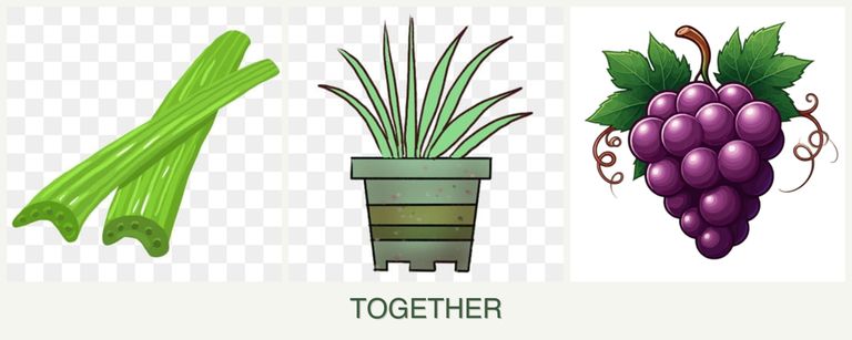 Can you plant celery, lemongrass and grapes together?