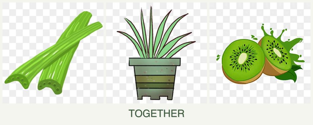Can you plant celery, lemongrass and kiwi together?